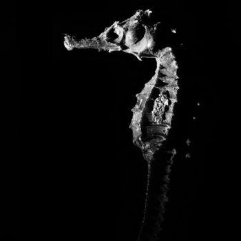 Photographie intitulée "Sea dweller" par Jgc Braticius, Œuvre d'art originale, Photographie numérique