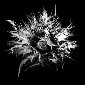 Fotografie mit dem Titel "Spiky II" von Jgc Braticius, Original-Kunstwerk, Digitale Fotografie