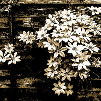 Photographie intitulée "Late spring blossom…" par Jgc Braticius, Œuvre d'art originale, Photographie numérique