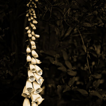 「Late spring blossom…」というタイトルの写真撮影 Jgc Braticiusによって, オリジナルのアートワーク, デジタル