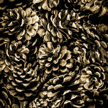 "Pine cones majority" başlıklı Fotoğraf Jgc Braticius tarafından, Orijinal sanat, Dijital Fotoğrafçılık