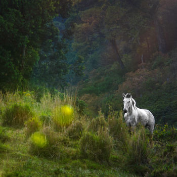 Fotografía titulada "Unicornio" por Breno Ribeiro, Obra de arte original