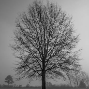 Photography titled "Tree-img-0043" by Brian Brown, Original Artwork