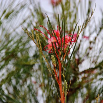 Photographie intitulée "Magic flower" par Brigitte Mathé (MBL), Œuvre d'art originale