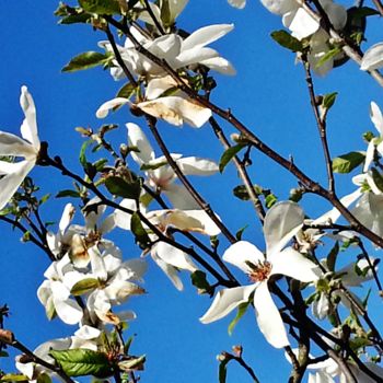 Photographie intitulée "Printemps blanc" par Brigitte Mathé (MBL), Œuvre d'art originale