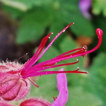 Photographie intitulée "Geranium vivace 3" par Brigitte Mathé (MBL), Œuvre d'art originale