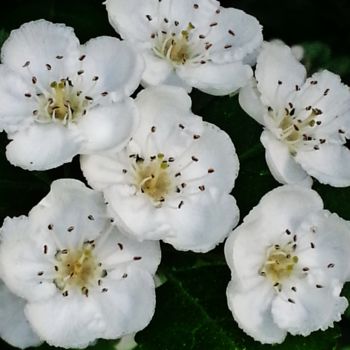 Photographie intitulée "Fleurs d'Aubépine 2" par Brigitte Mathé (MBL), Œuvre d'art originale