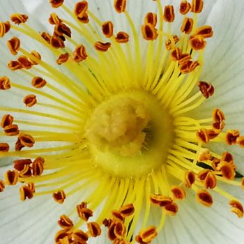 Photographie intitulée "Coeur d'Eglantine 18" par Brigitte Mathé (MBL), Œuvre d'art originale