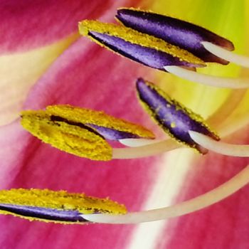 Photographie intitulée "Hémérocalle 1" par Brigitte Mathé (MBL), Œuvre d'art originale