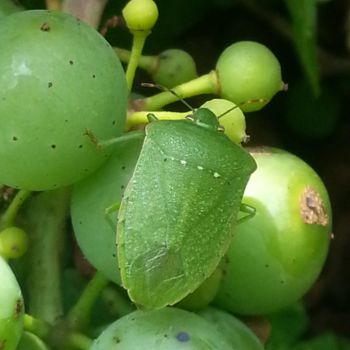 Photographie intitulée "Sur le Green (punai…" par Brigitte Mathé (MBL), Œuvre d'art originale