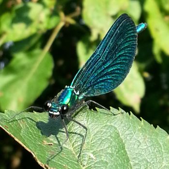 Photographie intitulée "Demoiselle en tenue…" par Brigitte Mathé (MBL), Œuvre d'art originale