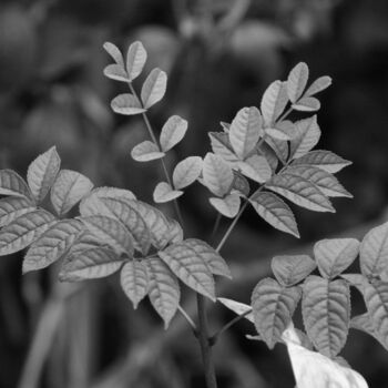 Fotografía titulada "FEUILLAGE" por Brigitte Payen (B.PAYEN), Obra de arte original, Fotografía digital