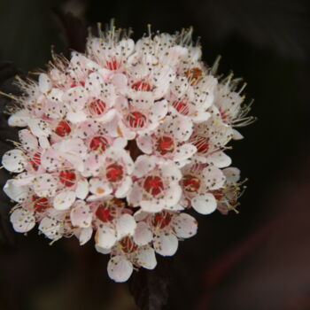 Grafika cyfrowa / sztuka generowana cyfrowo zatytułowany „Fleur d'arbuste” autorstwa Brigitte Payen (B.PAYEN), Oryginalna pr…