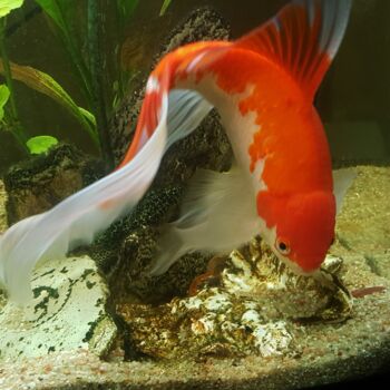 Photographie intitulée "Mon poisson rouge" par Brigitte Payen (B.PAYEN), Œuvre d'art originale, Photographie numérique