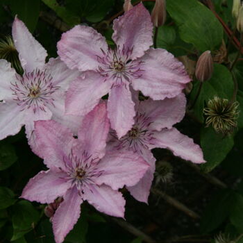 Photographie intitulée "CLEMATITES EN FLEUR…" par Brigitte Payen (B.PAYEN), Œuvre d'art originale