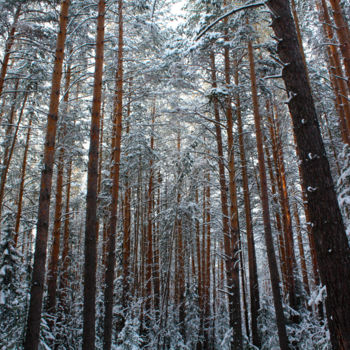 Photographie intitulée "Winter Pine Forest" par Sergei Smv, Œuvre d'art originale