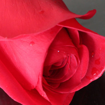 Photographie intitulée "Rose In Love" par Sergei Smv, Œuvre d'art originale