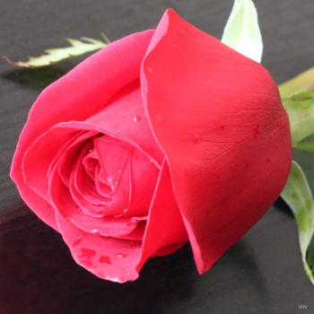 Fotografia intitulada "Fine  Rose" por Sergei Smv, Obras de arte originais