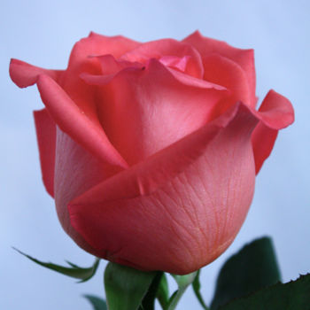 Fotografia zatytułowany „Beautiful Rose” autorstwa Sergei Smv, Oryginalna praca