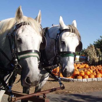 Photography titled "Horses and Pumpkins" by B.Rossitto, Original Artwork