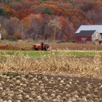 Fotografia intitolato "rolling the cabbage…" da B.Rossitto, Opera d'arte originale