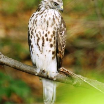 Fotografia intitulada "Young Hawk at Lawso…" por B.Rossitto, Obras de arte originais