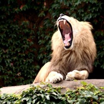 Photography titled "Open Wide - Lion's…" by B.Rossitto, Original Artwork