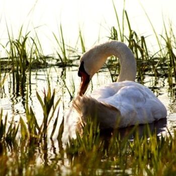 Fotografie mit dem Titel "swan in the causeway" von B.Rossitto, Original-Kunstwerk