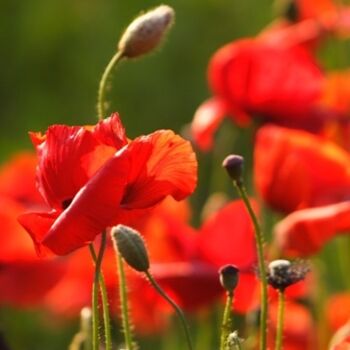 Photography titled "Poppies" by B.Rossitto, Original Artwork