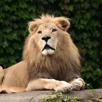 Fotografia intitolato "The King" da B.Rossitto, Opera d'arte originale