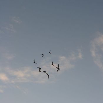 Photography titled "Birdcircle" by Brother Phil, Original Artwork