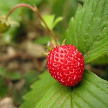 Fotografia intitolato "Wild Strawberry Nes…" da Brother Phil, Opera d'arte originale