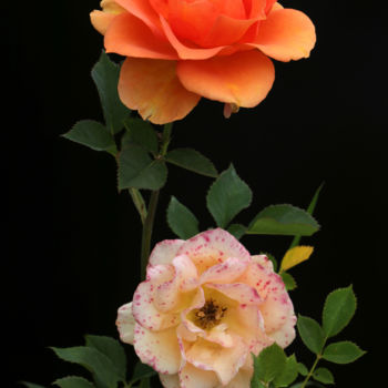 Φωτογραφία με τίτλο "Rose hybride" από Bruno Bisanti, Αυθεντικά έργα τέχνης, Ψηφιακή φωτογραφία