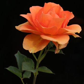 Photographie intitulée "Rose orange" par Bruno Bisanti, Œuvre d'art originale, Photographie numérique