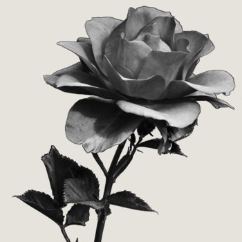 Photography titled "Rose" by Bruno Bisanti, Original Artwork, Digital Photography