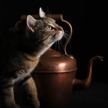 Fotografie getiteld "le chat et la bouil…" door Bruno Bisanti, Origineel Kunstwerk, Niet gemanipuleerde fotografie