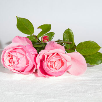 Fotografie getiteld "les 2 Roses" door Bruno Bisanti, Origineel Kunstwerk, Niet gemanipuleerde fotografie
