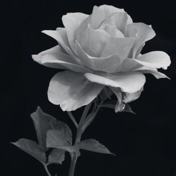 Photography titled "Rose en noir et bla…" by Bruno Bisanti, Original Artwork, Digital Photography
