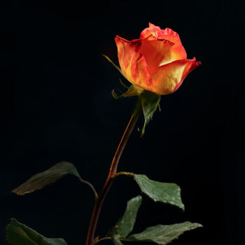 Fotografia intitolato "Rose rouge et jaune" da Bruno Bisanti, Opera d'arte originale, Fotografia digitale