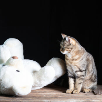 Photography titled "Chat et nounours" by Bruno Bisanti, Original Artwork, Digital Photography Mounted on Aluminium
