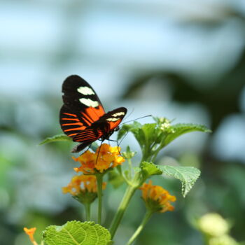 Photography titled "PAPILLON DANS LE JA…" by Bruno Hertzog, Original Artwork, Non Manipulated Photography