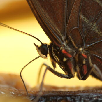 Photographie intitulée "PAPILLON DE PROFIL" par Bruno Hertzog, Œuvre d'art originale, Photographie numérique