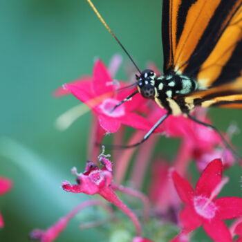 Photographie intitulée "PAPILLON BUTINE" par Bruno Hertzog, Œuvre d'art originale, Photographie numérique