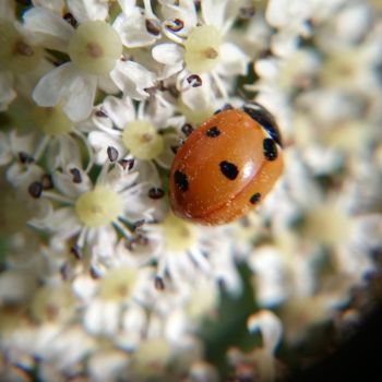 Photography titled "Coccinelle à la mac…" by Shîdo, Original Artwork, Non Manipulated Photography