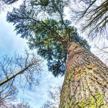 Photographie intitulée "Chateau du Bois la…" par Bulimages, Œuvre d'art originale