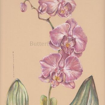 Drawing titled "Orchidée pastel" by Butterflymoon, Original Artwork