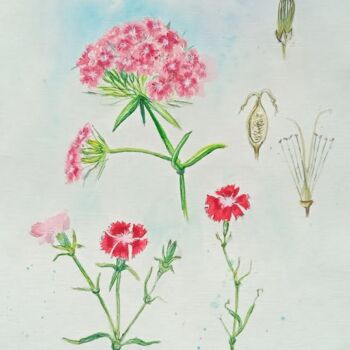 「Flower anatomy」というタイトルの描画 By Tataによって, オリジナルのアートワーク, 水彩画