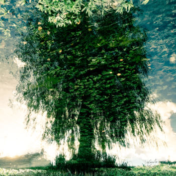 Fotografia intitolato "Tree fourteen -S2" da C_cil, Opera d'arte originale