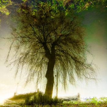 Photographie intitulée "Tree seven -S3" par C_cil, Œuvre d'art originale