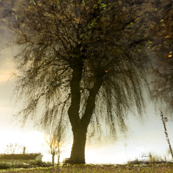 Photographie intitulée "Tree nine -S3" par C_cil, Œuvre d'art originale